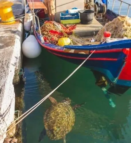 Turtle Bay Διαμέρισμα Αργοστόλι